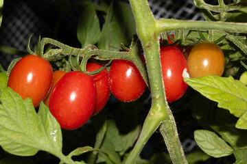 A Close Up of Tomato Plant with red tomatoes fresh home grown