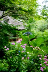 鎌倉2506　妙法寺31　紫陽花