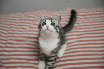 Adorable Cat Sitting on a Striped Sofa