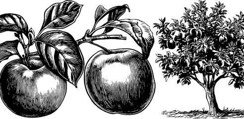 Apple brandy bottle design with orchard tree and fruit outline for label and packaging