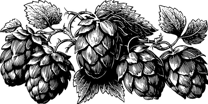 Vintage hops cone cluster emblem for brewing design in black and white