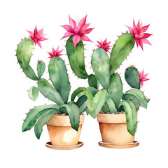 watercolor two pots of cactai with pink flowers isolated background