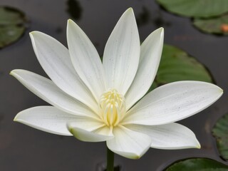Close up of a white lotus flower with yellow center surrounded by lily pads in a pond setting