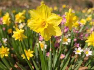 A field of daffodils and other flowers in full bloom with a bright yellow daffodil in the foreground