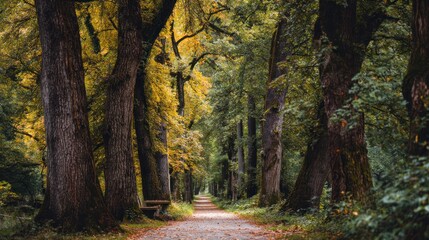 Naklejka premium Forest pathway serene autumn scene of trees and sunlight