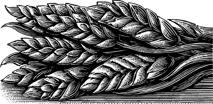 Vintage black and white wheat sheaves stacked in stook illustration for retro design