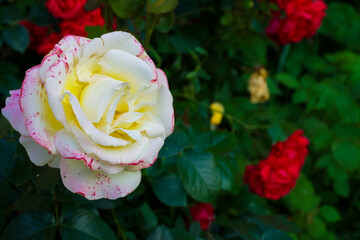 A creamy white rose with pink edges blooms proudly amidst deep red roses and dense green foliage in...