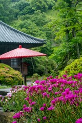 鎌倉2506　海蔵寺20　マツバギク