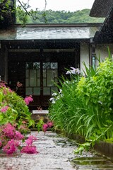 鎌倉2506　海蔵寺14　花菖蒲