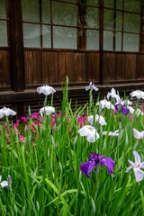 鎌倉2506　海蔵寺5　花菖蒲
