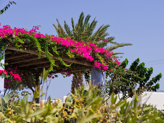 Tropical pergola with vibrant flowers in Koufonisi island Aegean