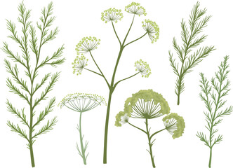 Dill sprig set isolated. Fresh fennel twig, herb plant icon, fragrant dill twig, vector illustration