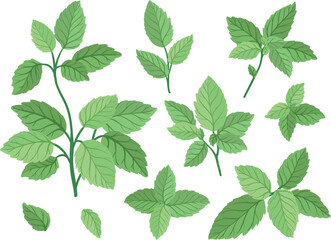 Set of green mint leaves. Vector graphics.
