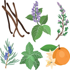 A vector illustration of aromatic ingredients including vanilla, patchouli, thyme, rosemary, basil, and orange blossom