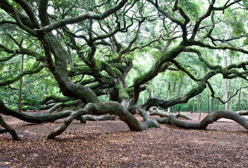 Obraz premium 400 years ole oak tree Charleston,South Carolina