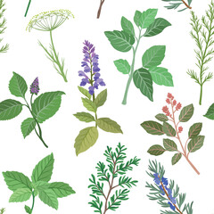 A seamless vector pattern featuring rosemary, mint, sage, dill, oregano and thyme