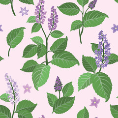 Seamless pattern with Patchouli flowers set. Plant aromatic flowers for perfumes.