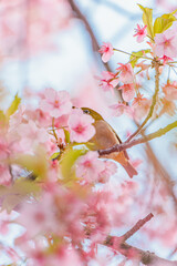 スカイツリー下の河津桜とメジロ