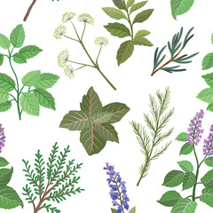 A seamless vector pattern featuring patchouli, rosemary, mint, basil, sage, dill oregano and thyme