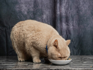 Chubby large size brown British shorthair cat eating from white plate standing on a marble surface,...