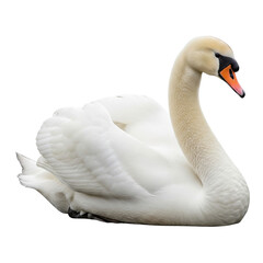 Beautiful swan isolated on clear transparent background Generative Ai.