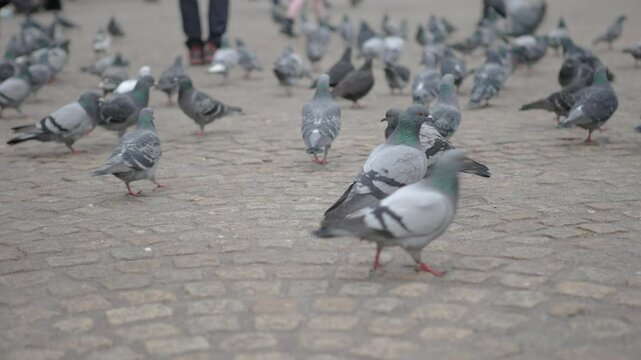 Pigeons wandering around city floor looking for food 4k
