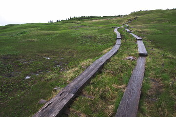 雨上がりの登山道（木道）イメージ