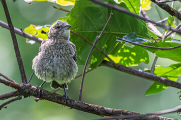 Closeup of a fledgling brown-headed cowbird perched in a tree.