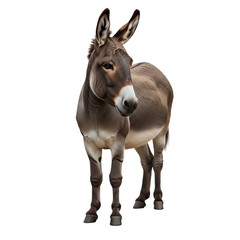 Obraz premium Donkey isolated on transparent background Generative Ai.