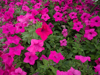 Close-Up of Pink Petunias in Bloom