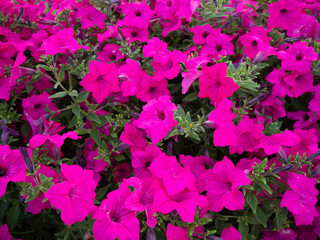 Close-Up of Pink Petunias in Bloom