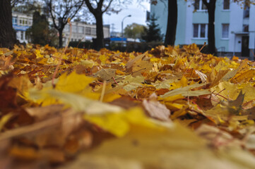 yellow autumn colored dry leaves lie in a group a lot on the city sidewalk lawn closeup