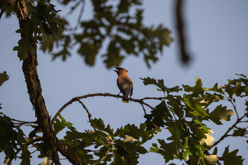 Cedar waxwing calling