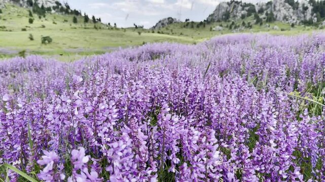 texture of deserted and magnificent mountains where purple wild clovers abound