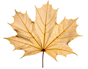 Obraz premium autumn maple leaf