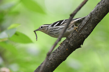 Black-and-white Warbler (Mniotilta varia) with caterpillar prey in its bill. Black-and-white Warbler is a migratory songbird that hunts for insects on the bark and branches of trees.