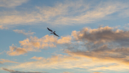 Prague, Czech Republic: 11.26.2023: Seagulls at charles bridge Charles bridge