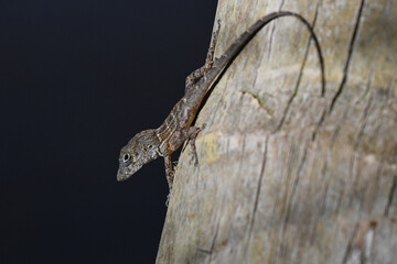 Cordillera Oriental Stout Anole (Anolis higuey) on a tree trunk in the Dominican Republic. This...