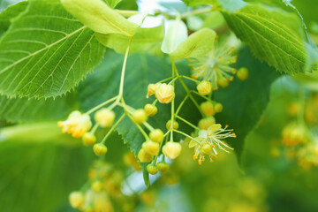 Linden tree branch with leaves and blooming flowers outdoors, closeup