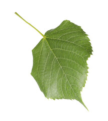 One green linden leaf isolated on white