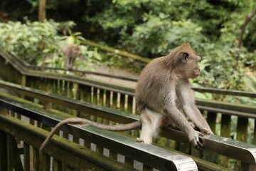 Cute monkey sitting on metal handrails in park