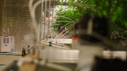 Scientist taking care of cannabis plants in a grow room using advanced equipment and techniques for medical purposes
