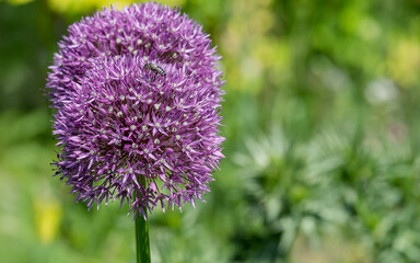 Zierlauch (Allium sp.) mit Biene
