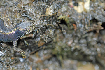 Alpine newt, male in the water