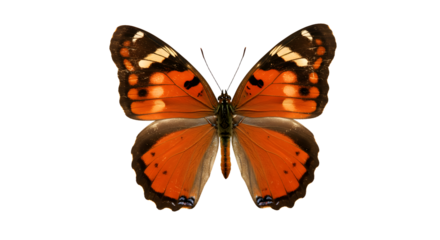 A vibrant orange butterfly with intricate patterns resting on a leaf, surrounded by a lush green garden backdrop