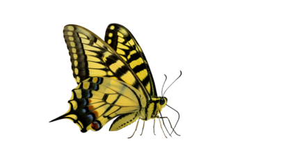 A vibrant yellow butterfly gracefully flutters through a sunny garden, showcasing nature's beauty and tranquility