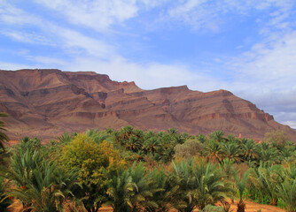 Morocco, Draa Valley, Zagora. Fertile river valley - famous for it's date cultivation with date palms in the foreground.  Arid mountains in the background. Blue sky. © john copland