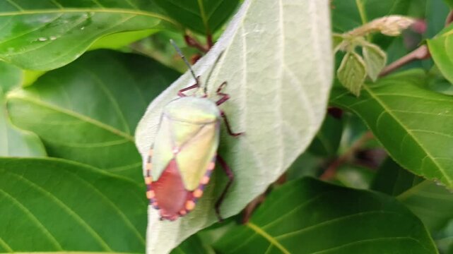 giant stink bug on leaf