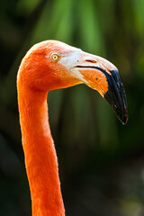 Fototapeta premium American flamingo, Phoenicopterus ruber, group of birds
