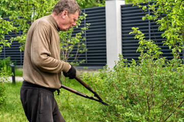 Gardening concept: a gardener tending to a shrub with shears outdoors